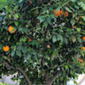 Meet your Posher, Dion